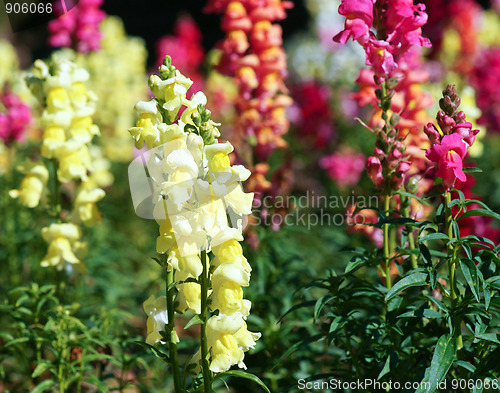 Image of beautiful snapdragon flowers