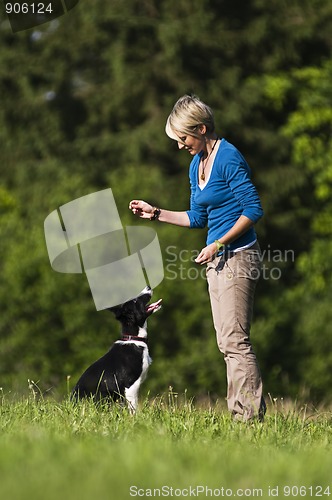 Image of Dog training