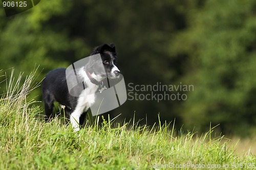 Image of Border collie