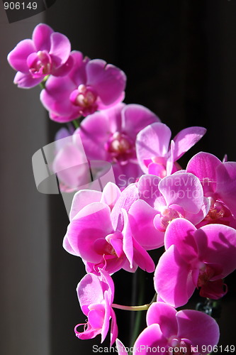 Image of orchid