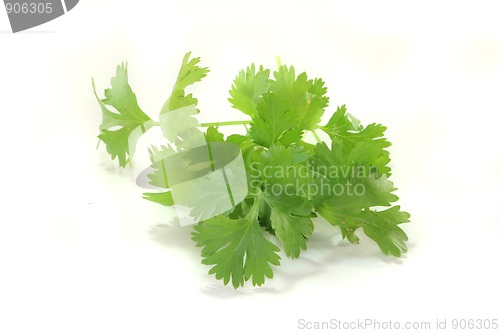 Image of Coriander