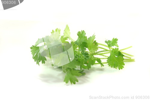 Image of Coriander