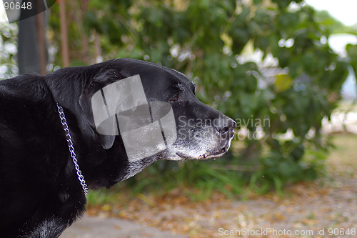 Image of Black Labrador