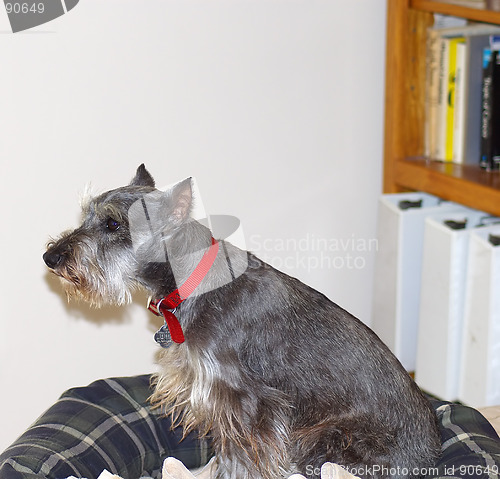 Image of Miniature Schnauzer