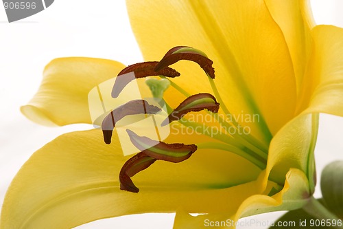 Image of closeup of yellow lily flower