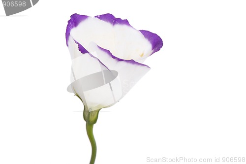 Image of white and purple flower