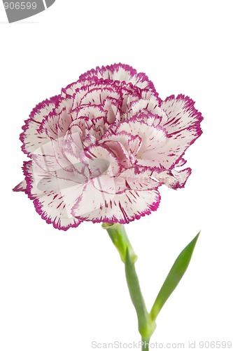 Image of white and pink blooming carnation flower