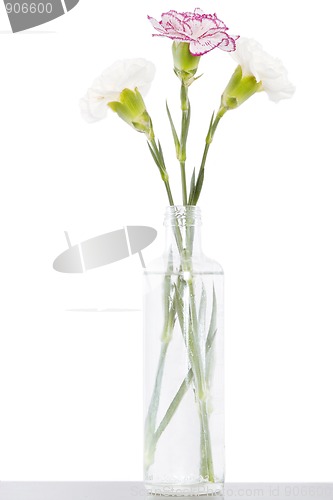Image of tree white and pink blooming carnation flowers