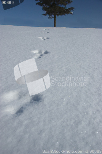 Image of Tracks in the snow towards a tree