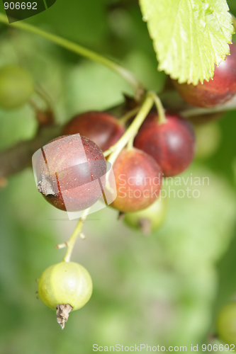 Image of A cluster of currant in the garden