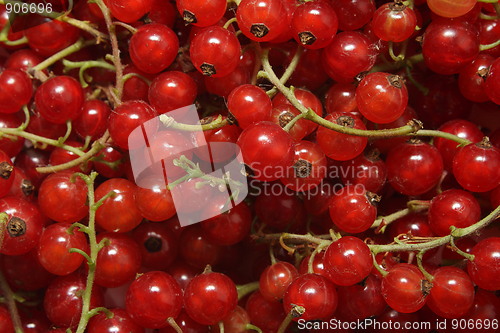 Image of Ripe red currant background