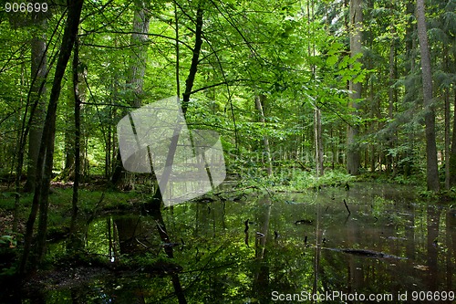 Image of Springtime wet deciduous forest with standing water