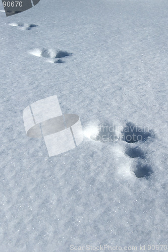 Image of Tracks in the snow