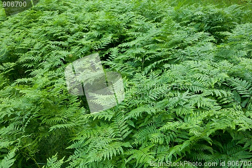 Image of Floral background with Western Brackenfern