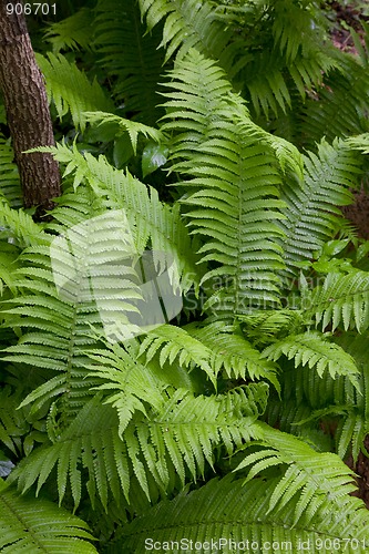 Image of Floral background with Common Lady Fern