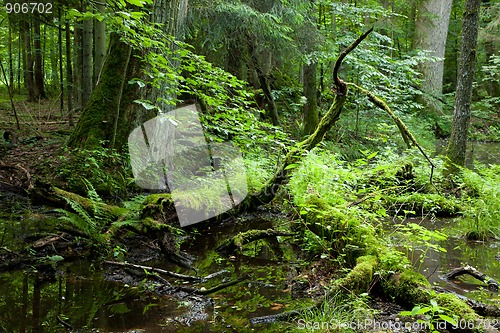 Image of Springtime deciduous forest with standing water