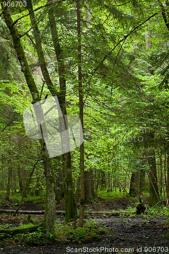 Image of Wet deciduous stand of Bialowieza Forest