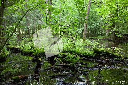 Image of Springtime deciduous forest with standing water