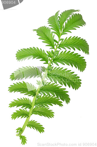 Image of One green leaf