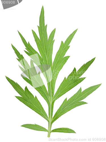 Image of One green leaf