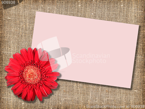 Image of One red flower with message-card