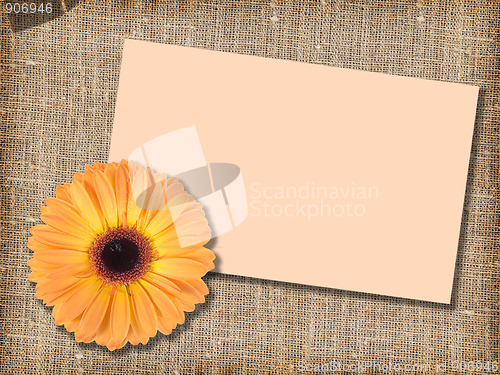 Image of One orange flower with message-card