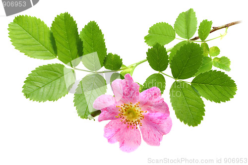 Image of Branch of dog-rose