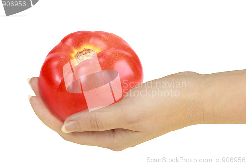 Image of Tomato in a hand