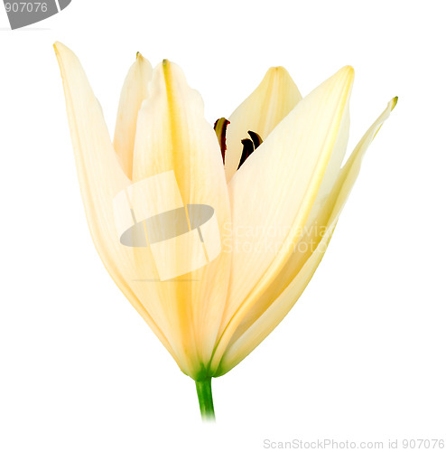 Image of One white-yellow lily