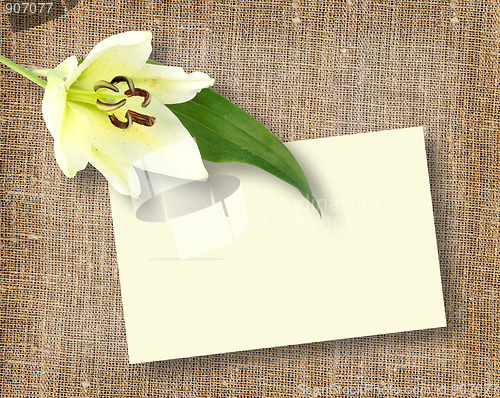 Image of One white flower with message-card