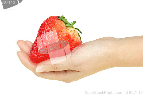 Image of Super-big red strawberry in a hand