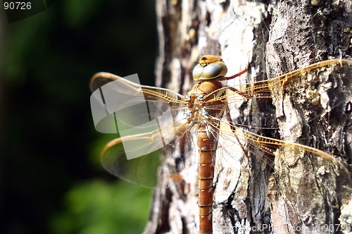 Image of Dragon-Fly