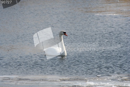 Image of Swan