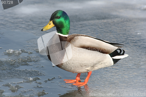 Image of Duck