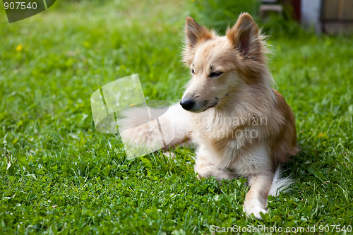 Image of Dog lying on grass