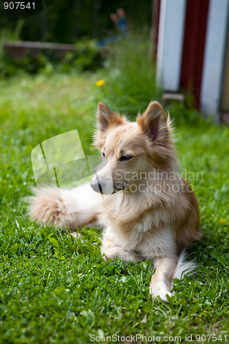 Image of Dog lying on grass