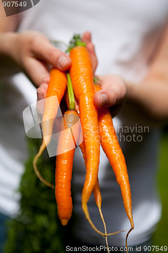 Image of Fresh carrots