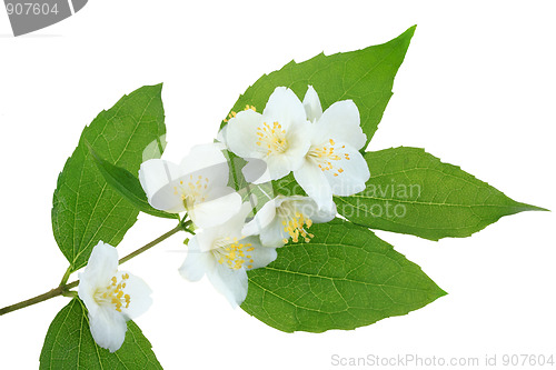 Image of Branch of jasmin