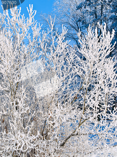 Image of winter
