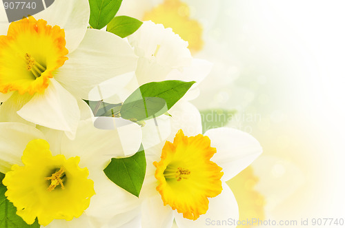 Image of narcissus