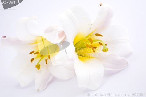 Image of White Lilies