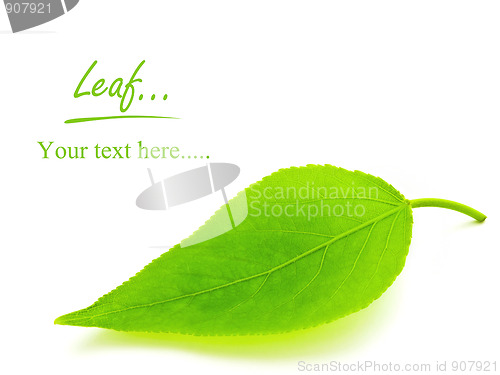 Image of green leaf