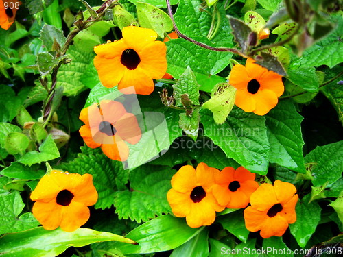 Image of Green Orange