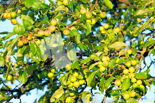 Image of Unripe fruits