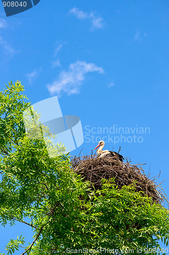 Image of Stork in the nest