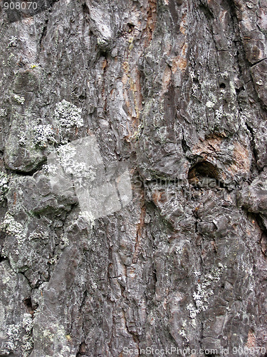 Image of Tree bark texture background 