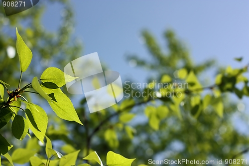 Image of Branch of a tree with young leaves on a background of the blue sky
