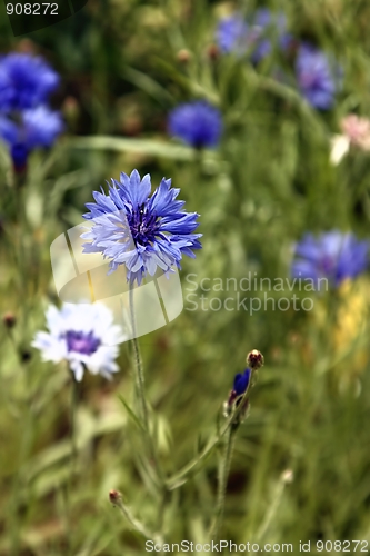 Image of Cornflower