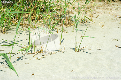 Image of plants on the sand