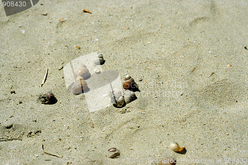 Image of seashell